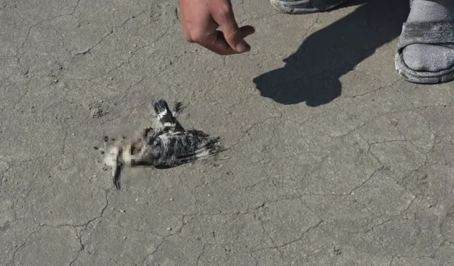 Tuz Gölü'nde endişelendiren görüntü! Yüzlerce flamingo ölü olarak bulundu