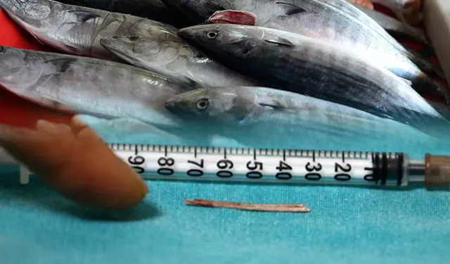 Balık Yemenin Bilinmeyen Riski: Kılçıklar Neden Tehlikeli