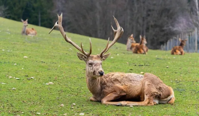 Doğa Katliamına Ceza: Yaban Keçilerini Katledenlere 1,9 Milyon TL