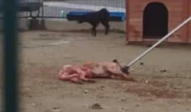 Arnavutköy Barınağında Skandal! Hayvanlara Eziyet Görüntüleri