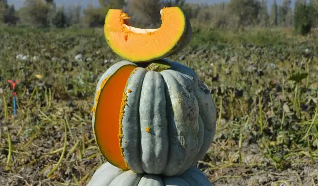 Balkabağı Mucizesi: Sağlık İçin Gizli İlaç Olarak Kullanılıyor