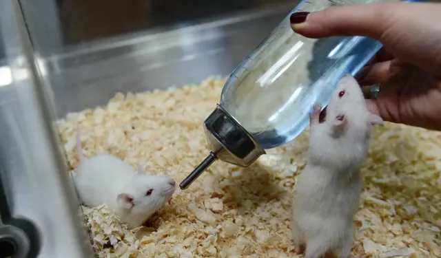 Alzheimer Tedavisinde Yeni Umut: Tansiyon İlacı İşe Yaradı