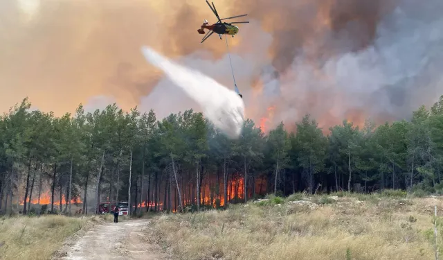 Yangın Sonrası 8 Bin Hektarlık Orman Alanı İçin Restorasyon Başlıyor