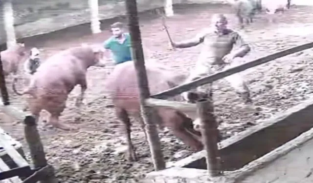 Amasya'da boğanın darbesiyle besici yere serildi