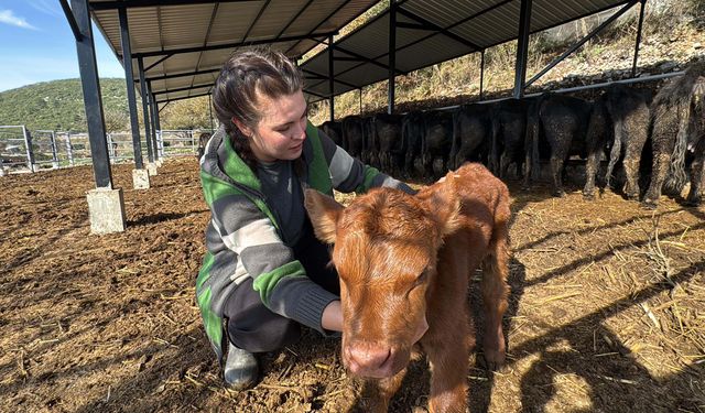 Bakanlık Desteğiyle Hayvancılığa Başlayan Ayşegülün Şimdiden 7 Buzağı Sahibi Oldu