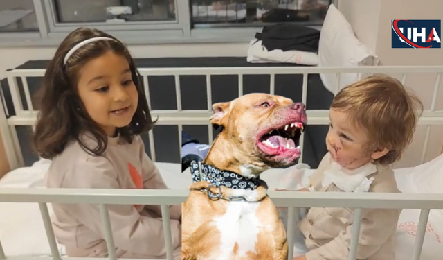 Pitbull Sahibi: Köpeğim Koruma İçgüdüsüyle Saldırdı