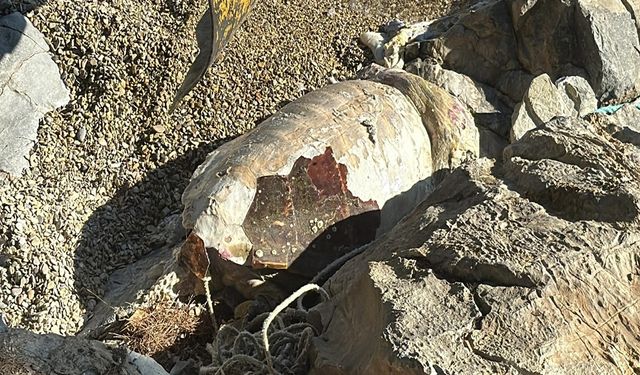 Bodrum’da Caretta Caretta Ölü Olarak Kıyıya Çıktı