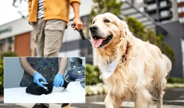 Evcil Hayvan Sahipleri Dikkat: Çip İçin Son Gün 31 Aralık