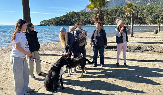 Hayvanseverler, Can Dostlarını Sahiplendirmek İçin Seferber