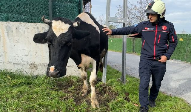 İstanbul Avcılar’da Sıkışan İnek İtfaiye Tarafından Çıkarıldı