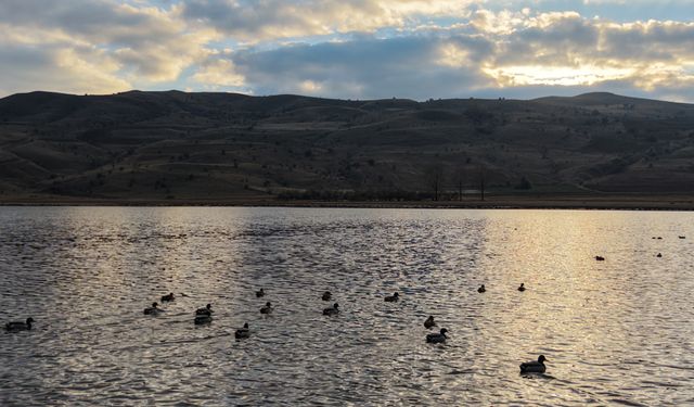 Kuruyan Göl Yağışlarla Yeniden Hayat Buldu, Kuşlar Döndü