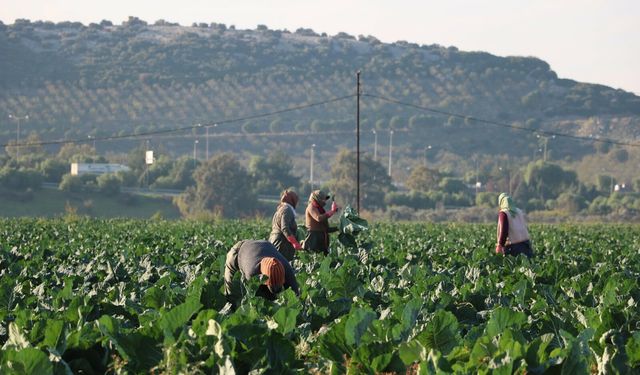 Mevsim Normalleri Üstündeki Sıcaklık Kış Sebzelerini Erken Olgunlaştırdı