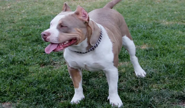 2 Kardeşe Saldıran Köpeğe Karşı Daha Önce 12 Şikayet Yapılmış