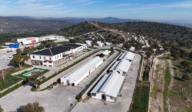 Sahiplendiği 2 Köpeği Sokağa Terk Eden Kadına 172 Bin 716 TL Ceza