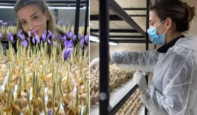 Mesleğini Bıraktı Safran Üretimine Başladı, Gramı 700 TL