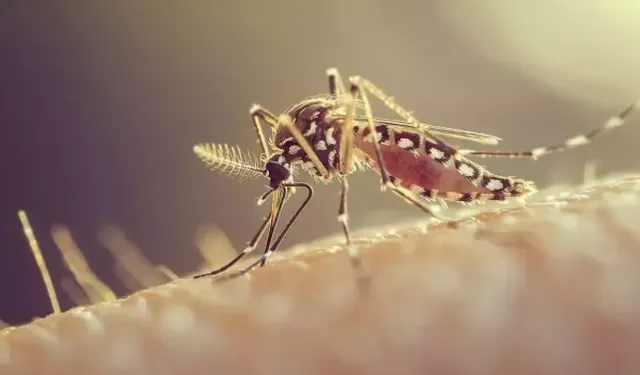 Ölümcül Virüs Sivrisinekler Yoluyla Ülkede Yayılıyor