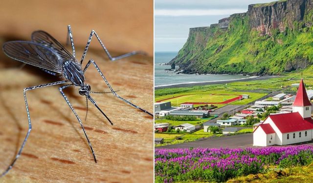 Bu Ülkelerde Sivrisinek Yok! Duyanlar İnanmakta Zorlanıyor
