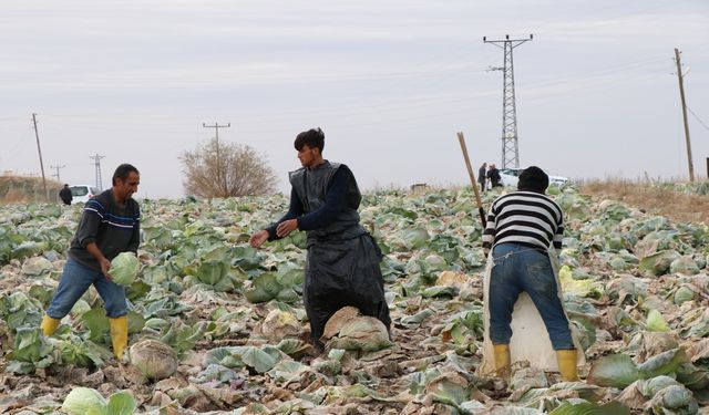 Niğde, Türkiye’nin Beyaz Lahana Üretiminin Yüzde 20’sini Karşılıyor