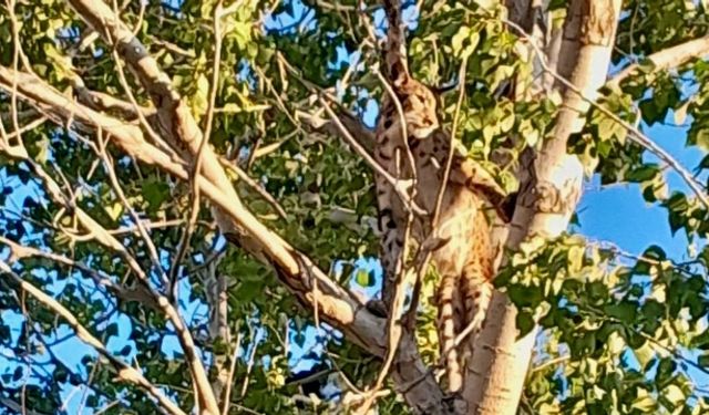 Prof. Dr. Sözen: Görüntüdeki Hayvan Anadolu Parsı Değil, Vaşak