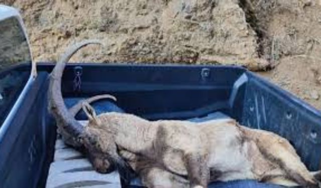 Yaban Keçisi Avına Ağır Ceza: 953 Bin TL