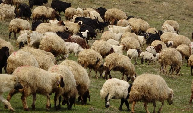 Yunanistan'ın Beyaz Altını Tehlikede: Feta Krizi Kapıda