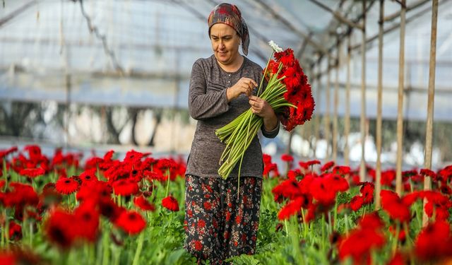 850 Milyon Dal Çiçek Üretildi, Yüzde 75’i Yurt Dışına Gönderildi