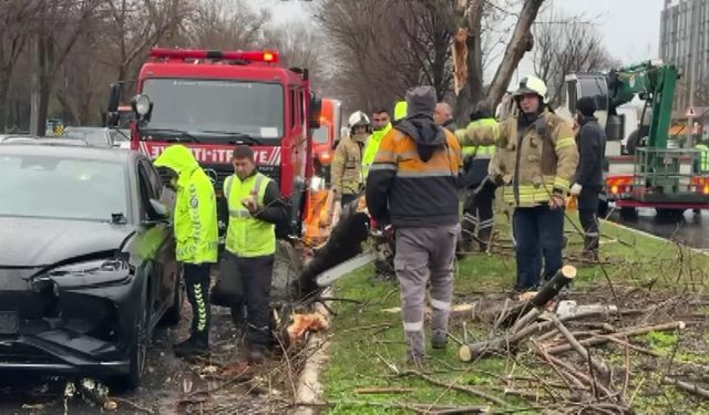 Bakırköy'de Ağaç Dalı Otomobilin Üzerine Düştü; 4 Araç Kazaya Karıştı