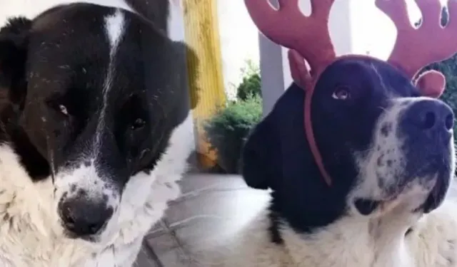 ABB Açıkladı: Matmazel’in Öldürüldüğü Ortaya Çıktı