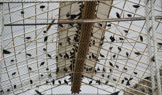 Bereketin Sembolü  277 Kelaynak Doğayla Buluştu