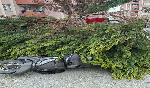Çanakkale’de Fırtına Ağaçları Devirdi, Balkon Duvarı Yıktı