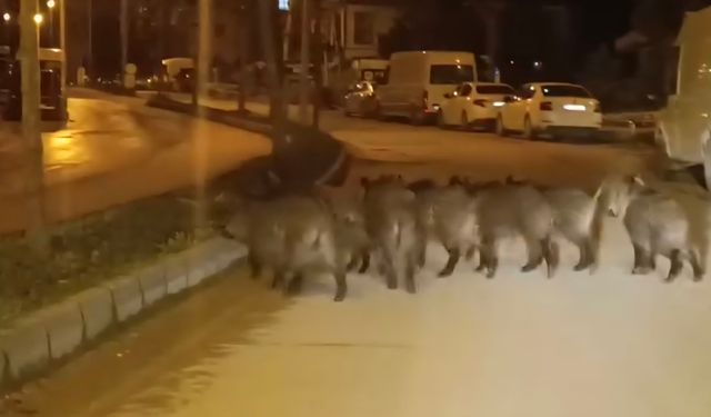 Hatay’da Yaban Domuzu Sürüleri Evlerin Yakınına Geldi