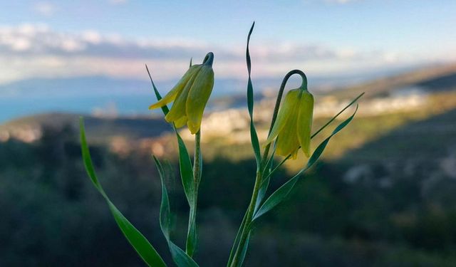 Kuşadası’nda Doğa Canlandı: Ağlayan Gelinler Açtı