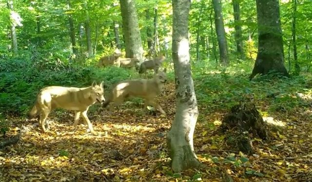 Ormanda Gezen Kurt Sürüsü Fotokapanla Görüntülendi