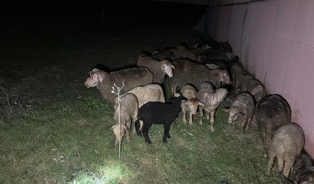 Tekirdağ’da çiftlik yangınında çok sayıda küçükbaşın telef olduğu belirtildi