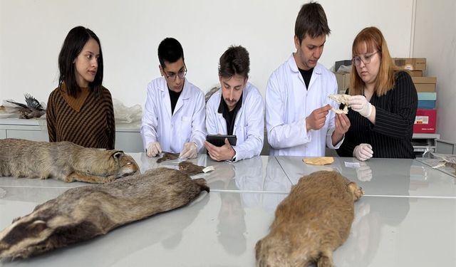 Ankara Üniversitesi'nden Yaban Hayatı İçin Genetik Atılım