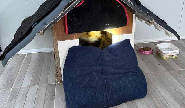 Mahsur Kalan Yavru Köpeğin İmdadına İtfaiye Yetişti