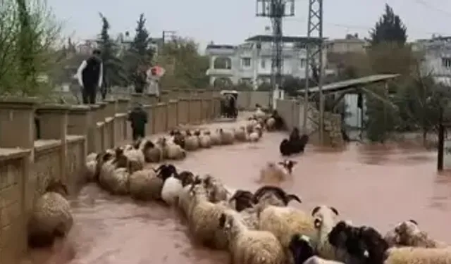 Hatay'da Kuvvetli Yağış Günlük Yaşamı Etkiledi: Çoban Kuzuları Son Anda Kurtardı