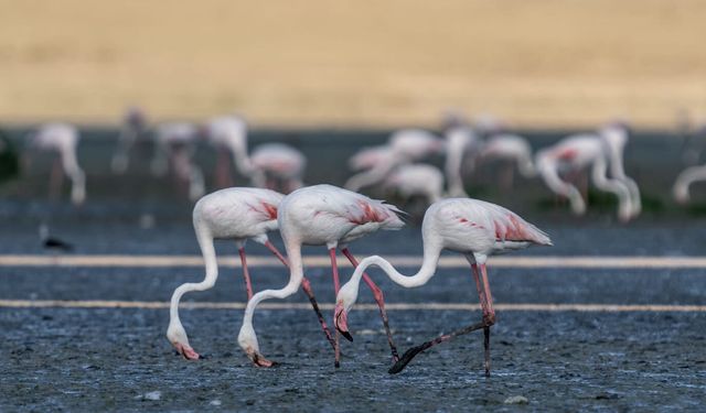 Flamingolar Tuz Gölü’ne Dönmeye Başladı
