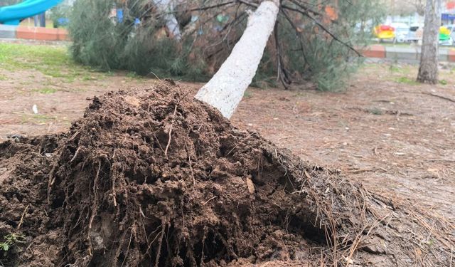 Batman Gercüş’te Sağanak ve Rüzgar: Yollar Su ile Doldu, Ağaçlar Devrildi