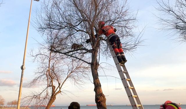 Ağaçta Mahsur Kalan Kedi İtfaiye Erine Saldırdı