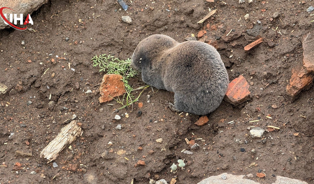 Nadir Görülen "Kör Fare" Diyarbakır Kırsalında Görüntülendi