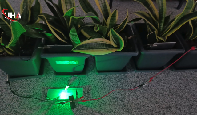 Bolu'da Saksı Bitkisinden Elektrik Üretildi
