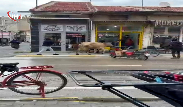 Firari İnek Dükkânlara Girmeye Çalıştı