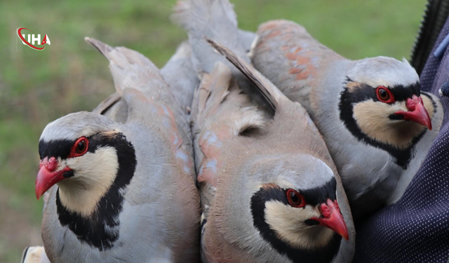 Erzurum Oltu’da Yaban Hayatı Takibi: 350 Keklik Halkalandı
