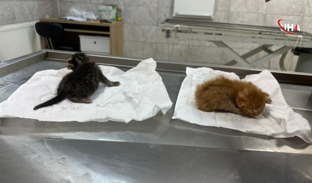 Kanala Düşen Yavru Kediler Kalp Masajıyla Hayata Döndü