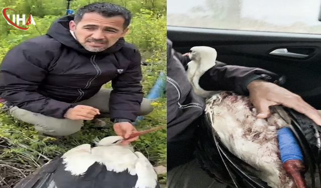 Göç Yolundaki Leylek Tüfekle Vurularak Yaralandı