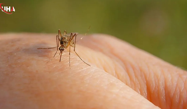 Antalya'da Sivrisinek İstilası Kapıda