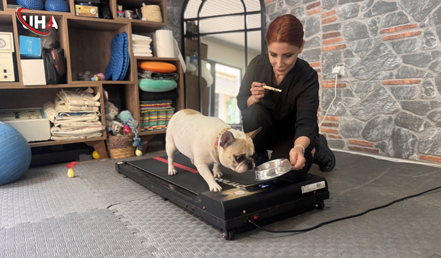 Ankara'nın Pilates Yapan Köpeği Ori Zayıflıyor