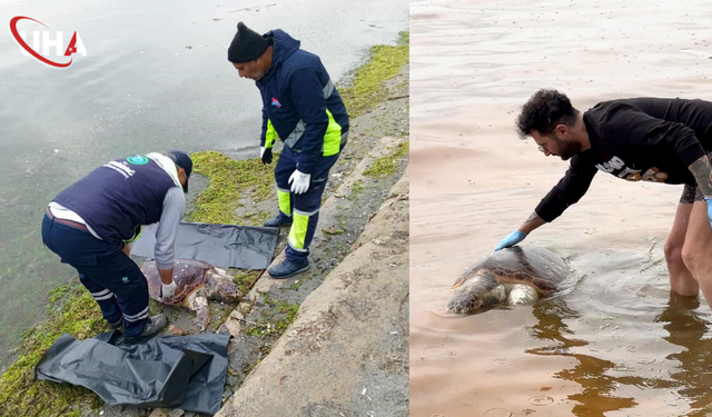 Tekirdağ Sahilinde İkinci Caretta Caretta Alarmı: Bir Hafta İçinde İkinci Ölüm