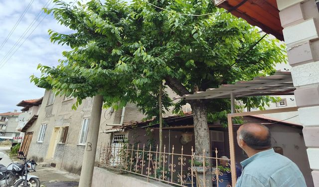 Kiraz Toplarken Demir Korkuluğun Üzerine Düşüp Öldü
